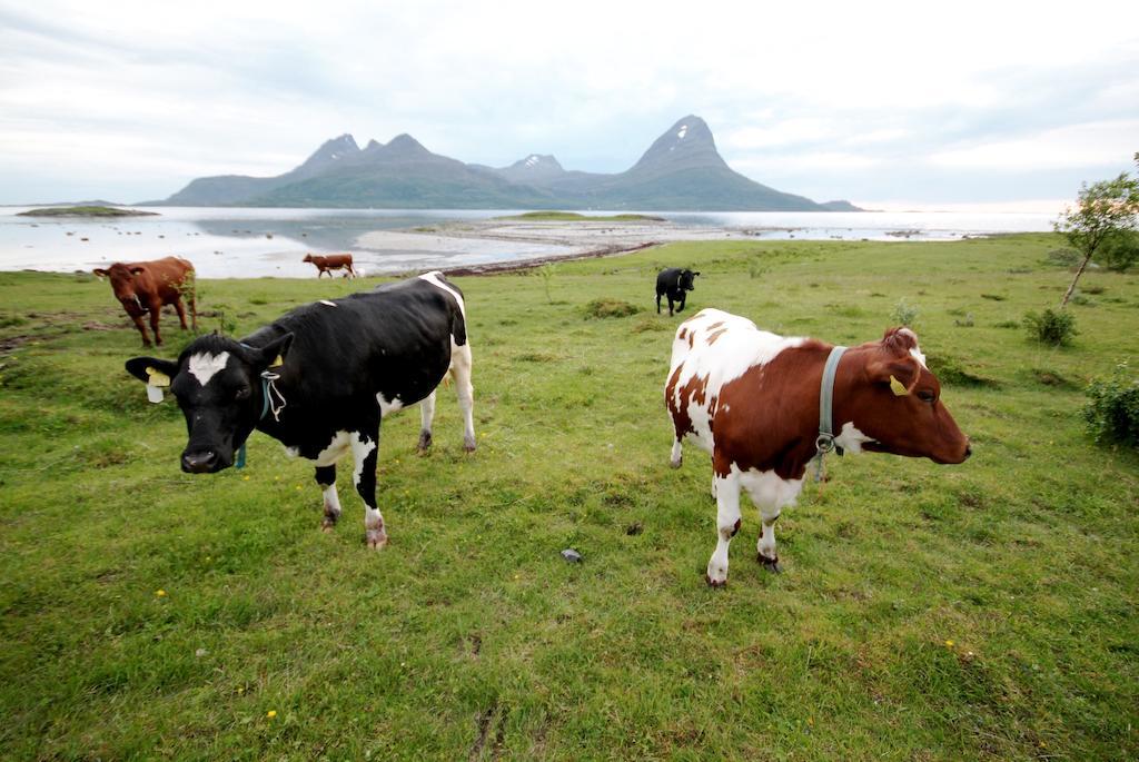 Topcamp Havblikk - Helgeland Nesna Extérieur photo